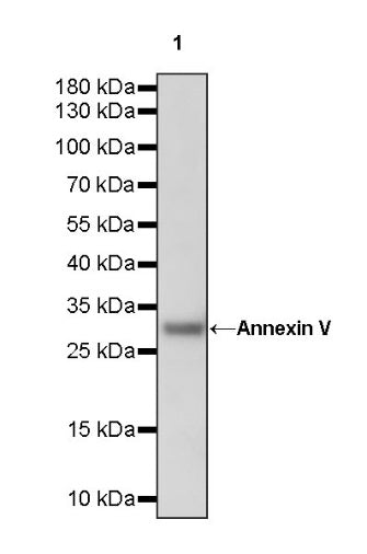 Annexin V Recombinant Rabbit mAb (S-1395-41)