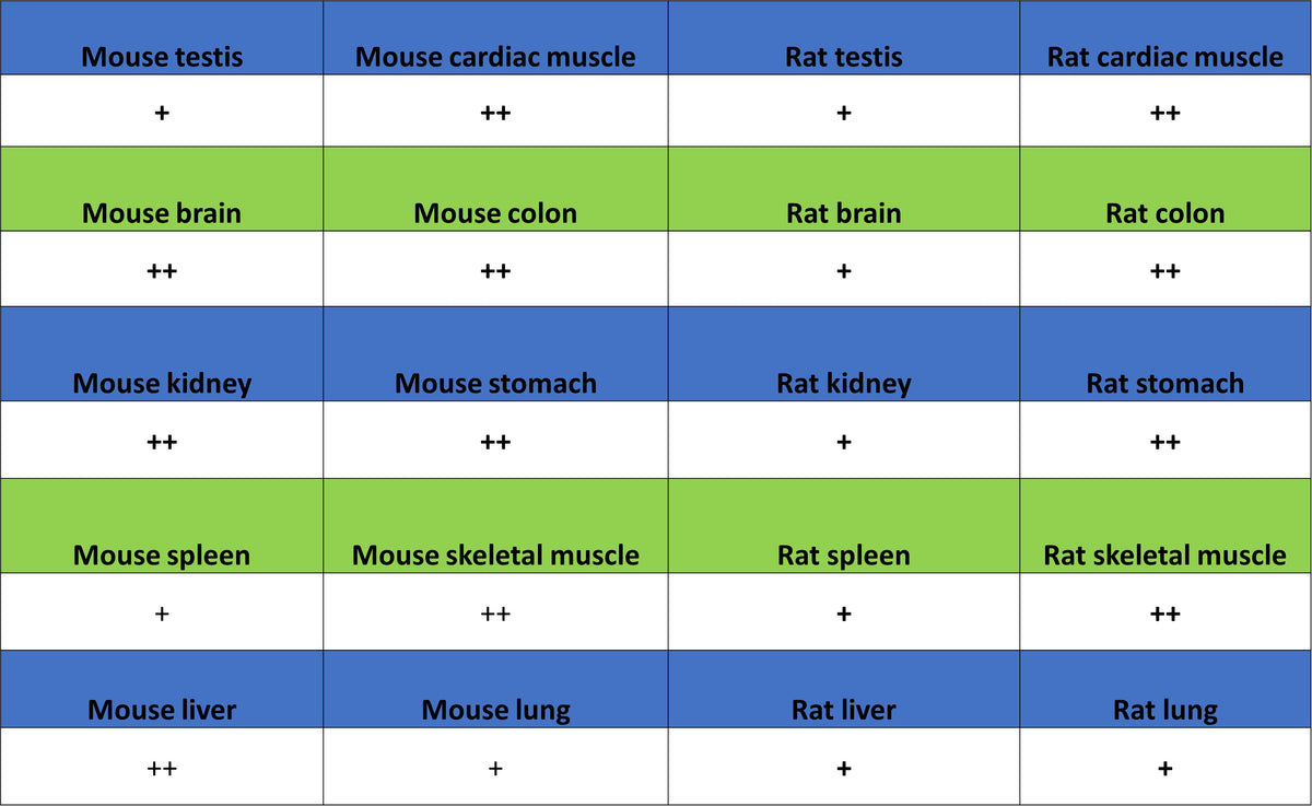 NDUFB8 Recombinant Rabbit mAb (S-4770-29)