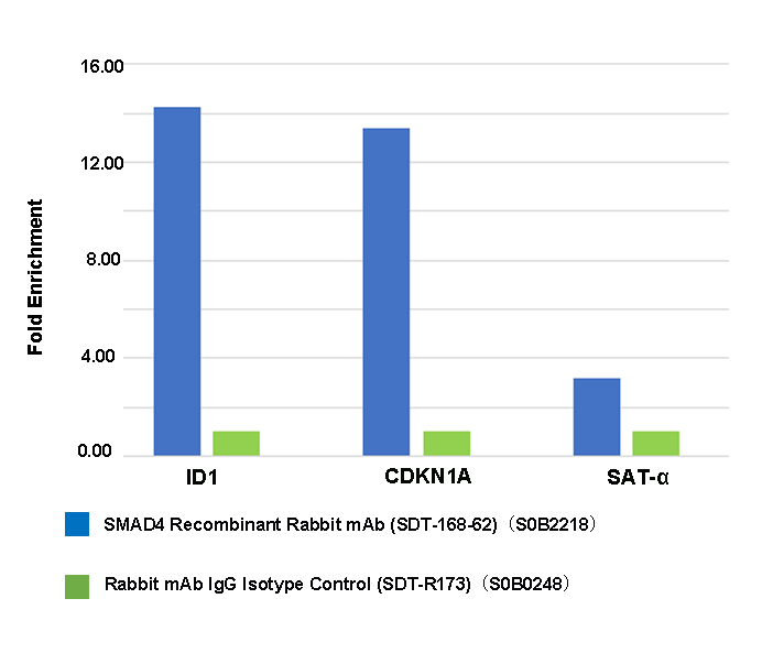 SMAD4 Recombinant Rabbit mAb (SDT-168-62)