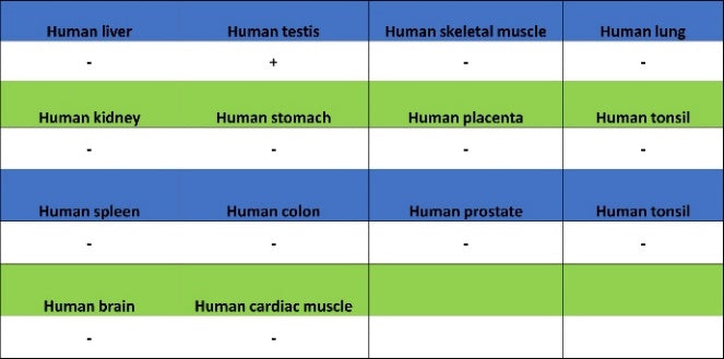 CDKN2A/p16 INK4A Recombinant Rabbit mAb (S-4676)