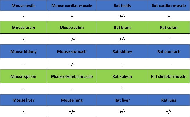 eNOS Recombinant Rabbit mAb (S-1885-94)