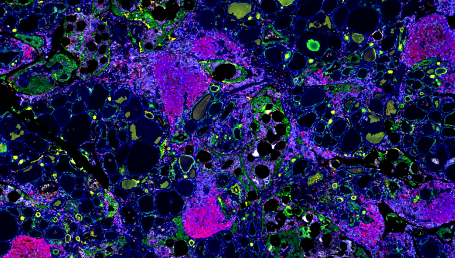Absin 7-Color IHC Kit (Anti-Rabbit and Mouse Secondary Antibody)
