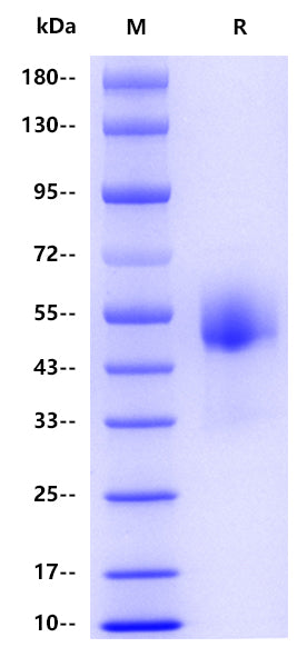 Human CSF1R, His tag