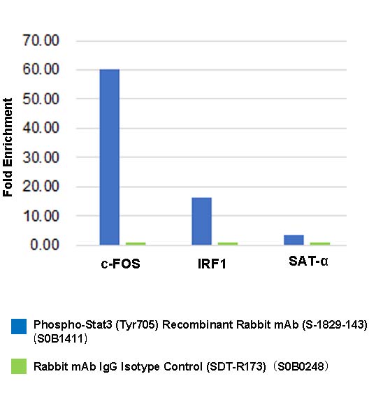 Phospho-Stat3 (Tyr705) Recombinant Rabbit mAb (S-1829-143)
