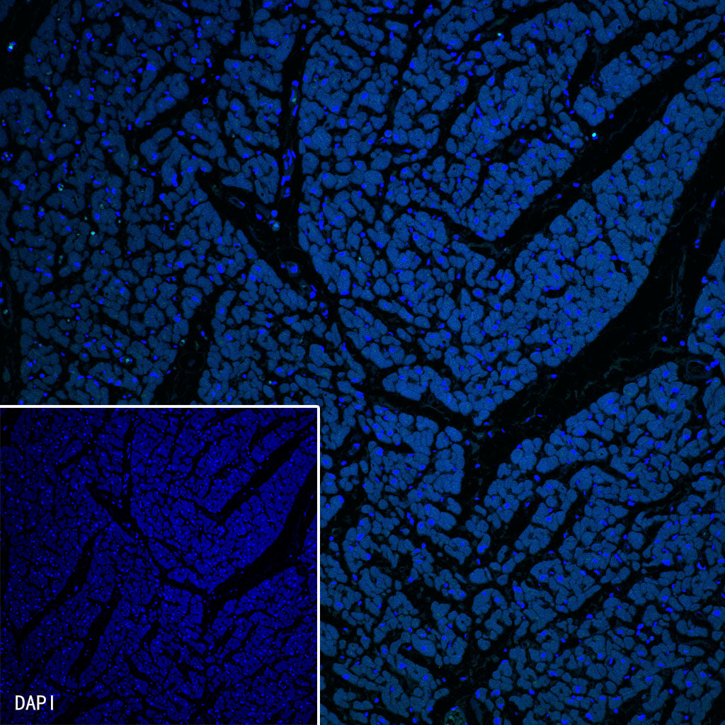 Thyroglobulin Recombinant Rabbit mAb (SDT-209-297)