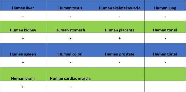 Progranulin Recombinant Rabbit mAb (S-2202-59)