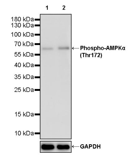 Phospho-AMPKα (Thr172) Recombinant Rabbit mAb (S-2216-10)