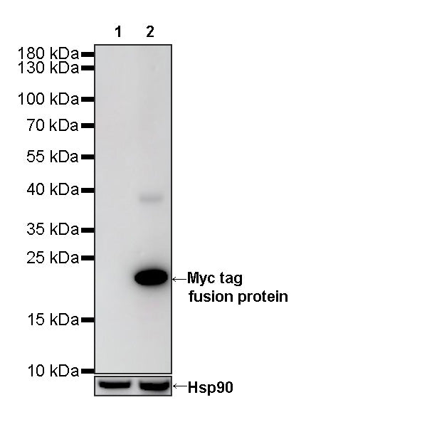 S-RMab® Myc tag Recombinant Rabbit mAb (S-114-13)