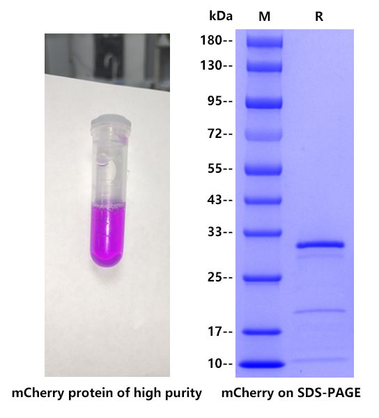 Anaplasma marginale mCherry, His tag
