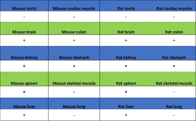 Phospho-eIF4E (Ser209) Recombinant Rabbit mAb (S-2652-195)