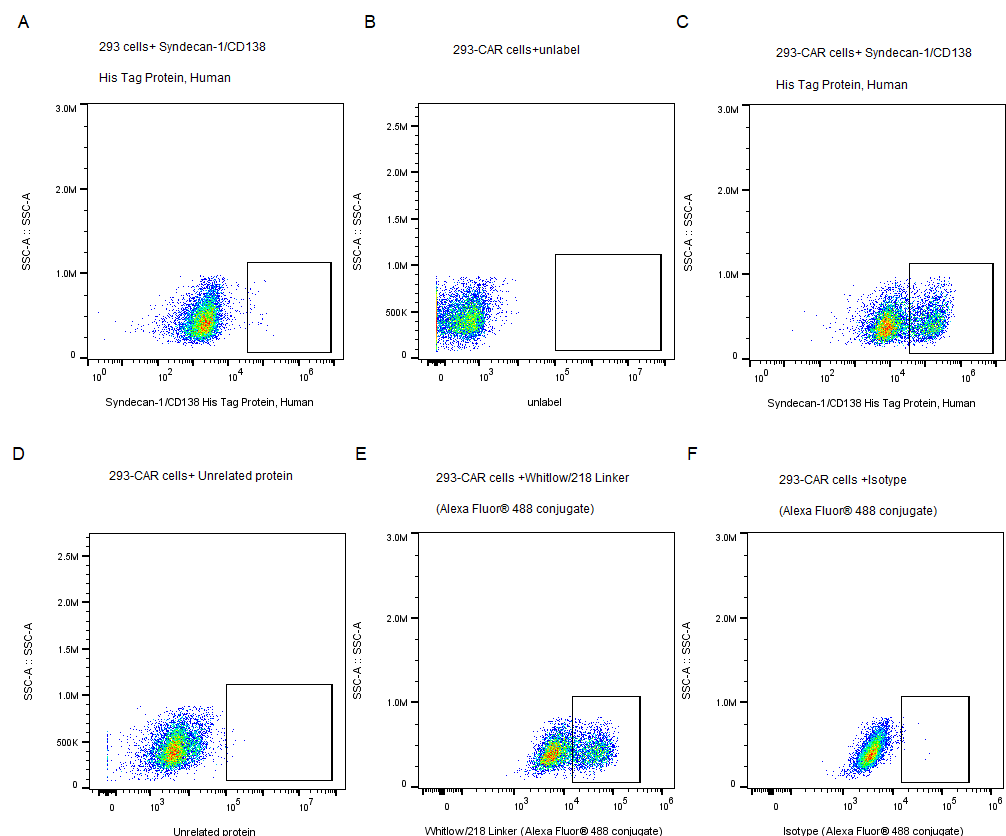 Syndecan-1/CD138 His Tag Protein, Human