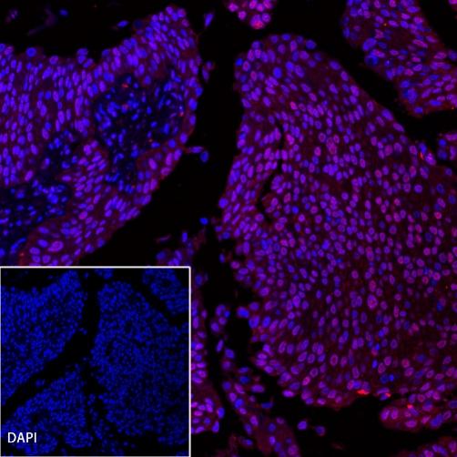 p53 Recombinant Rabbit mAb (Alexa Fluor® 555 Conjugate) (SDT-R118)