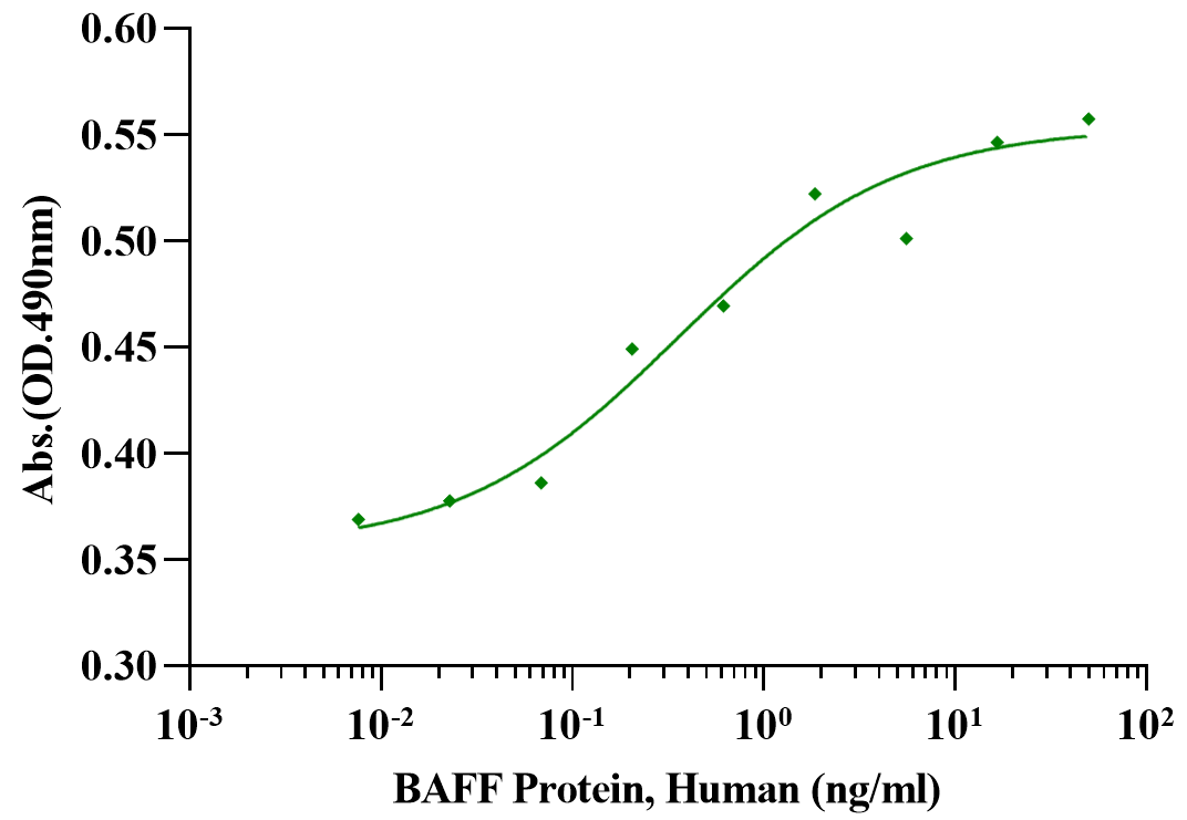 BAFF Protein, Human