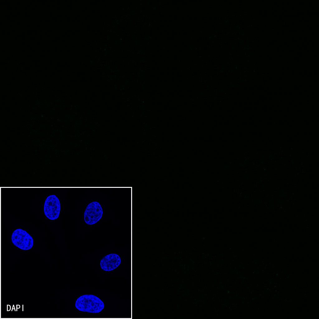 BOB-1 Recombinant Rabbit mAb (SDT-263-55)