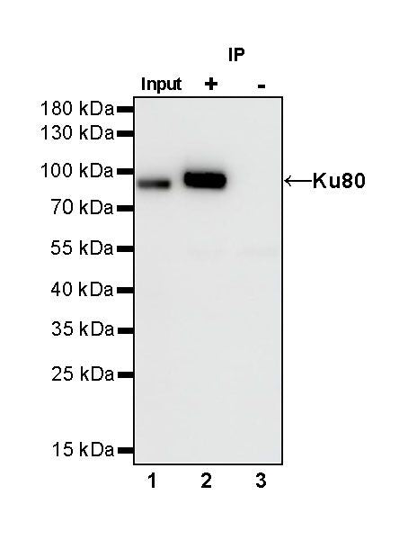 Rabbit mAb IgG Isotype Control (S-240-1)
