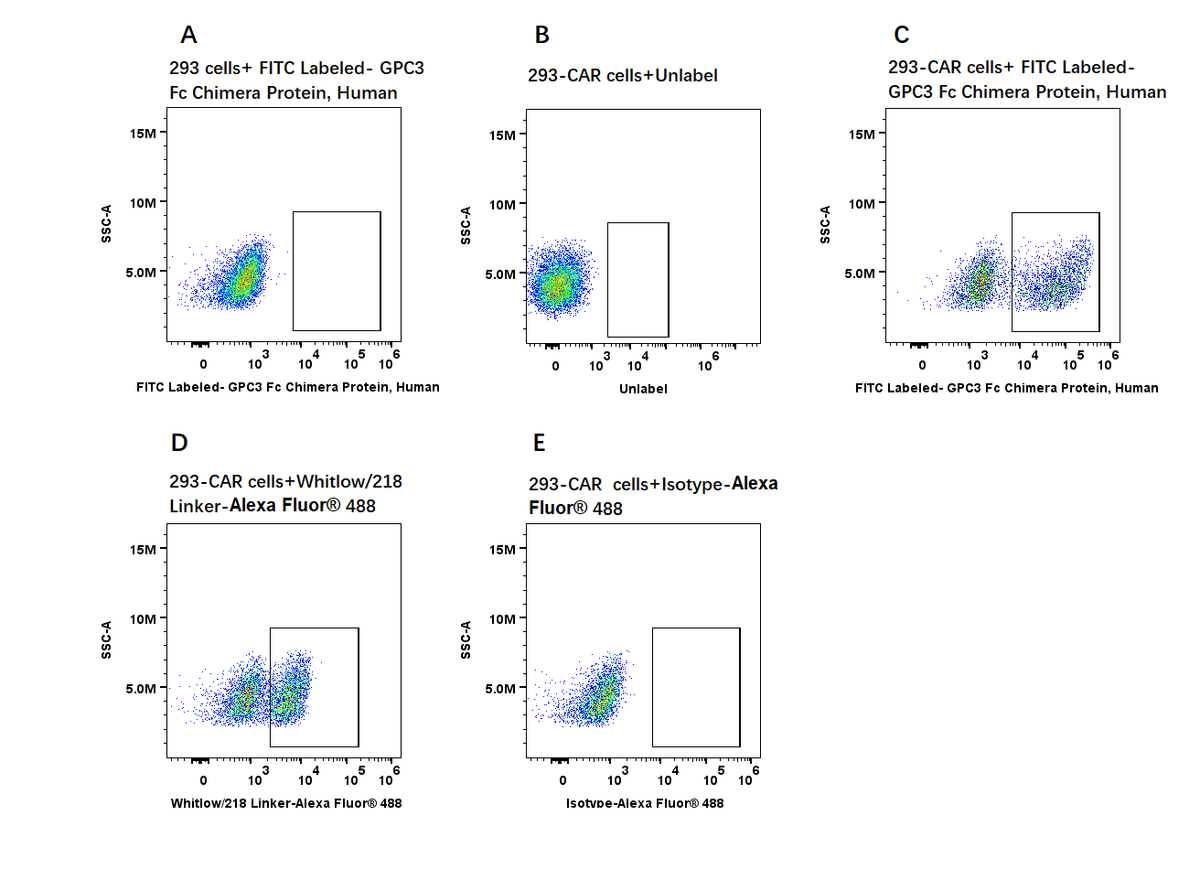 FITC Labeled-GPC3/Glypican 3 Fc Chimera Protein, Human