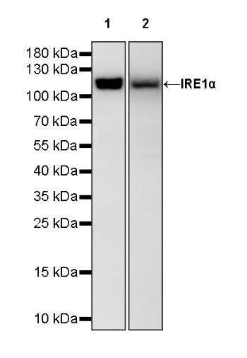 IRE1 Recombinant Rabbit mAb (S-1356-124)