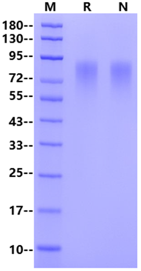HRSVB (strain 18537) Glycoprotein G, His Tag