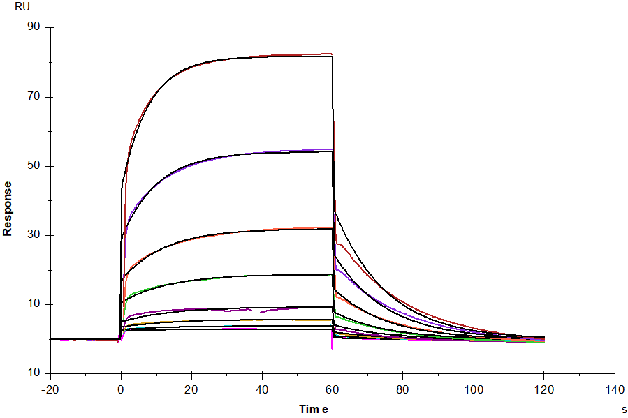 IL-1α Protein, Human