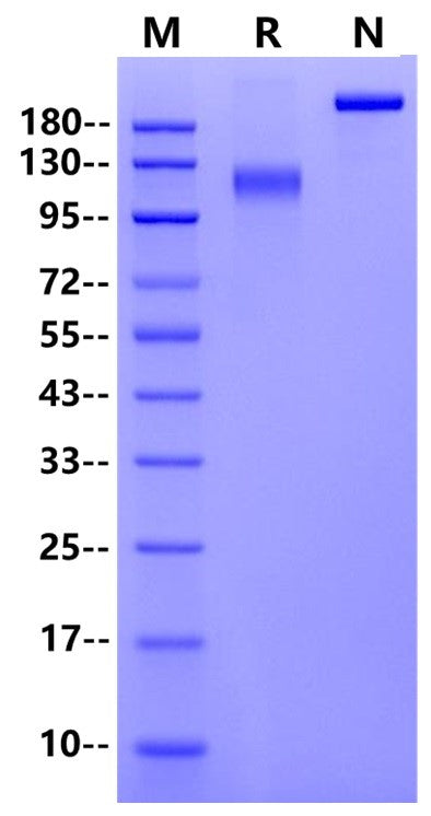 FITC-Labeled EGFR Fc Chimera Protein, Human