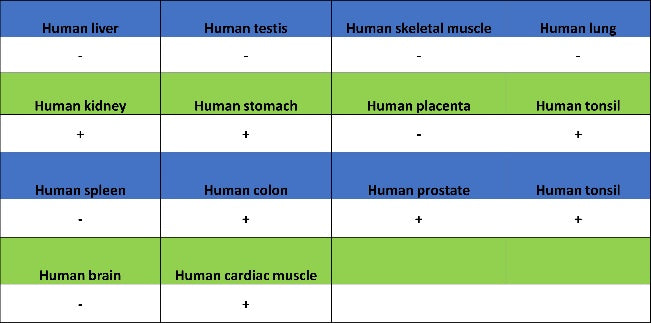 Non-phospho (Active) β-Catenin (Ser37/Thr41) Recombinant Rabbit mAb (S-1813-42)