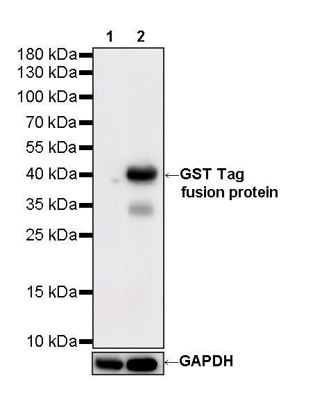 GST Tag Recombinant Mouse mAb (S-5478)