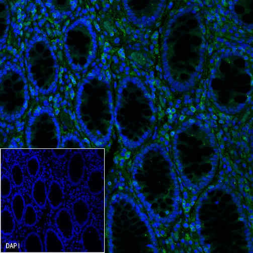 Goat Anti-Mouse IgG(H+L) (FITC Conjugate)