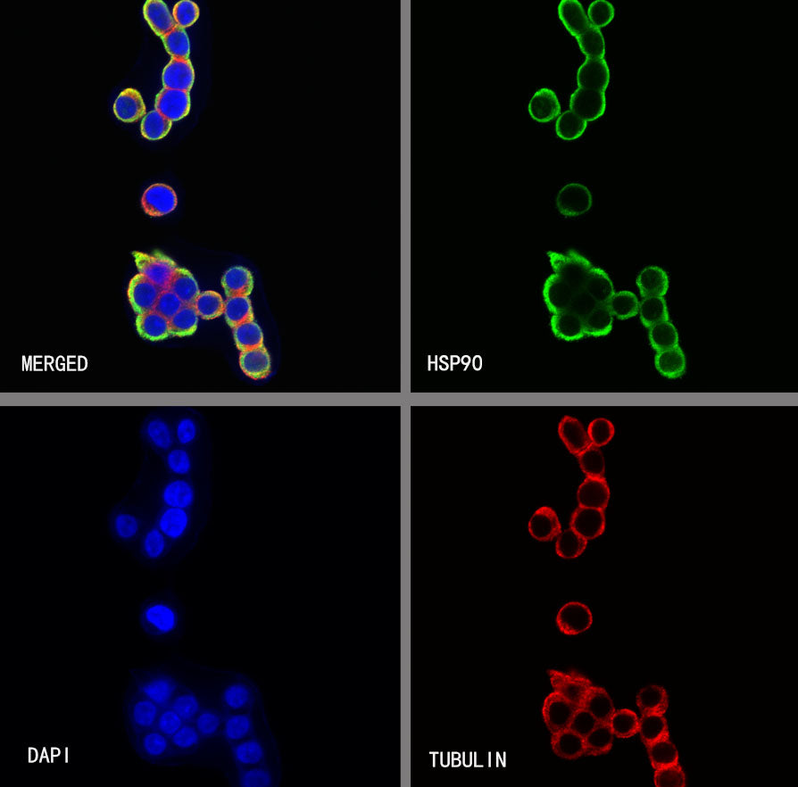 HSP90 Recombinant Rabbit mAb (S-5412)