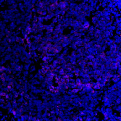 PD-L1 Recombinant Rabbit mAb (Alexa Fluor® 700 Conjugate) (SDT-119-16)