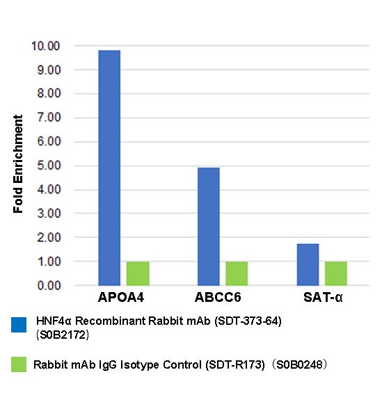 HNF4α Recombinant Rabbit mAb (SDT-373-64)