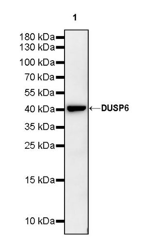 DUSP6 Rabbit Polyclonal antibody