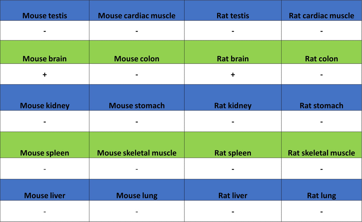ADAM22 Recombinant Rabbit mAb (S-3201-8)
