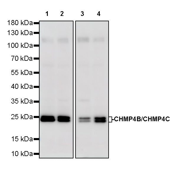 CHMP4B/CHMP4C Recombinant Rabbit mAb