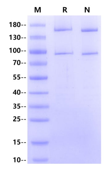 CRBN/DDB1 Complex GST Tag Protein, Human