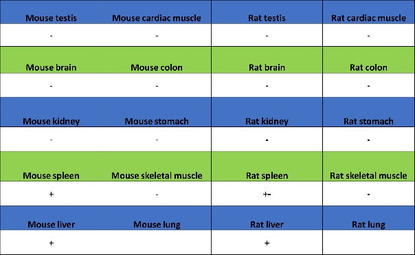 STEAP3 Recombinant Rabbit mAb (S-4466-26)