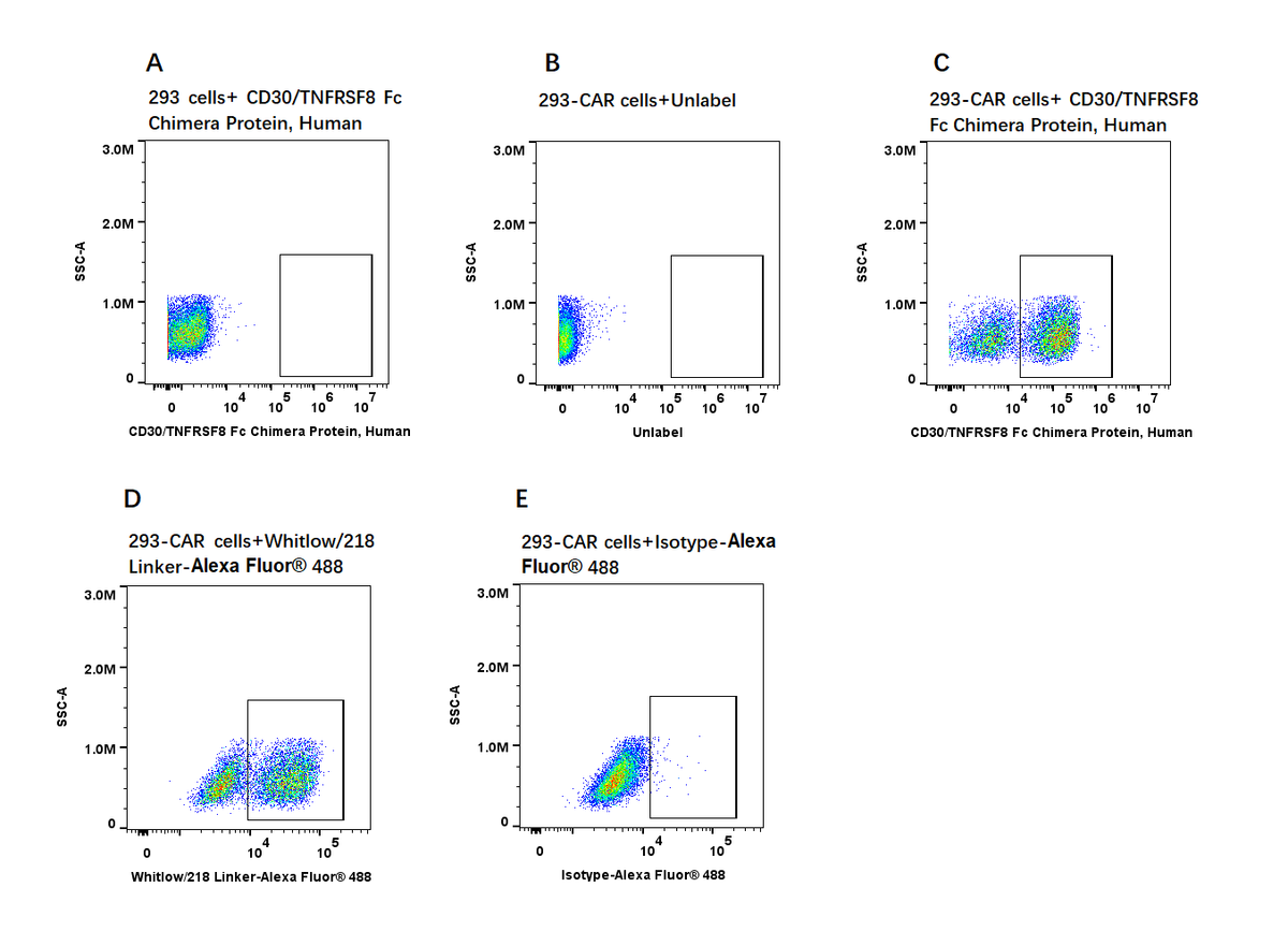CD30/TNFRSF8 Fc Chimera Protein, Human