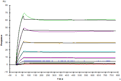 CD7 Ligand/SECTM1 His Tag Protein, Human