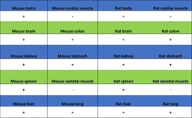 PPIA Recombinant Rabbit mAb (S-2406-28)