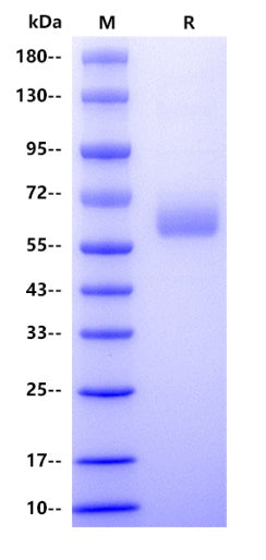 Human CLEC9A Protein, hFc tag