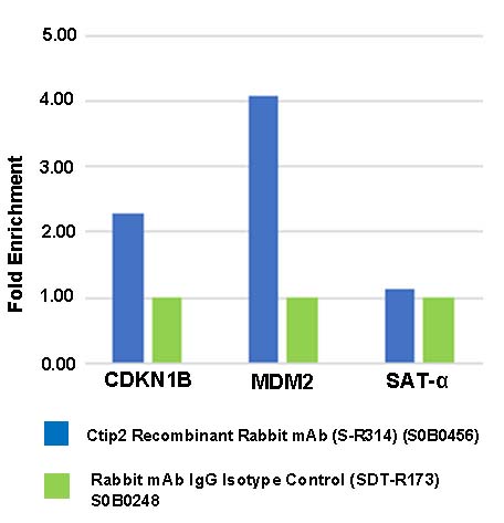 Ctip2 Recombinant Rabbit mAb (S-R314)