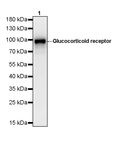 Glucocorticoid receptor Mouse mAb
