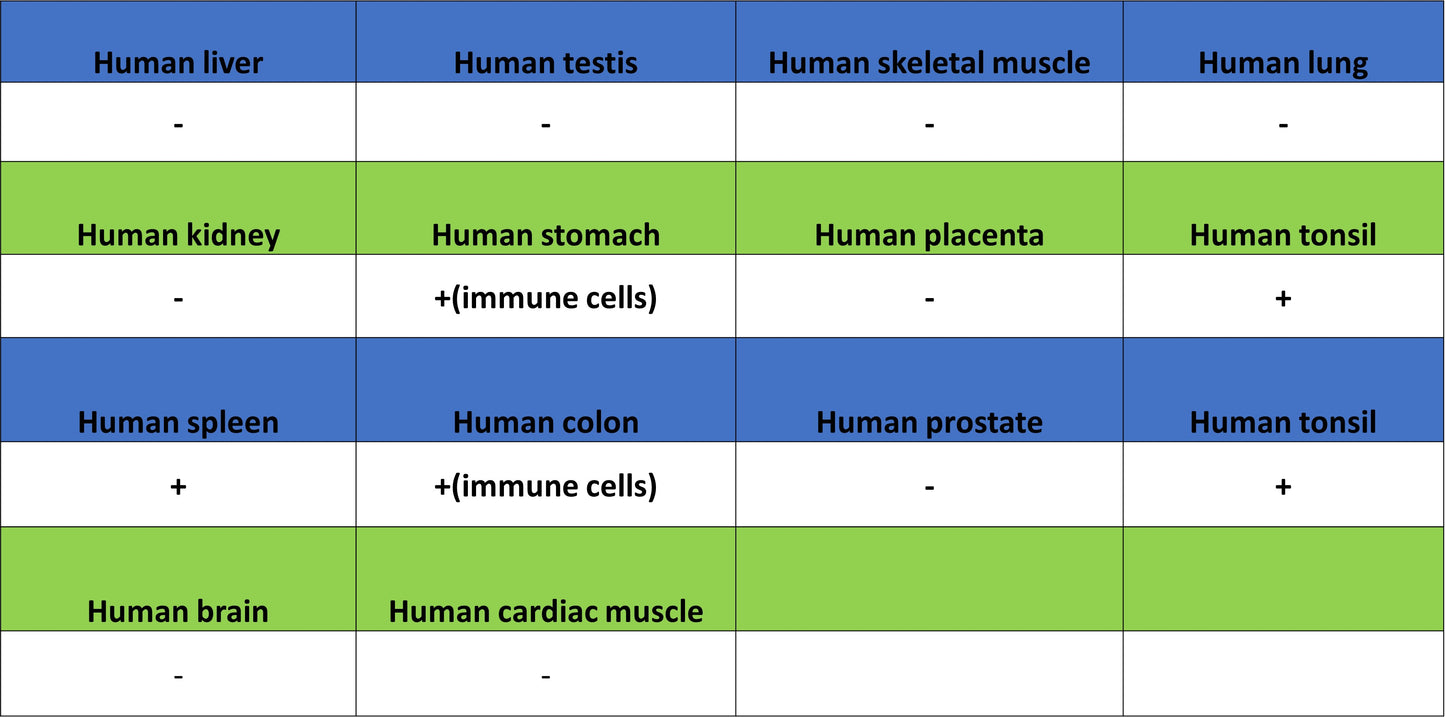 CD127 Recombinant Rabbit mAb (S-4826)