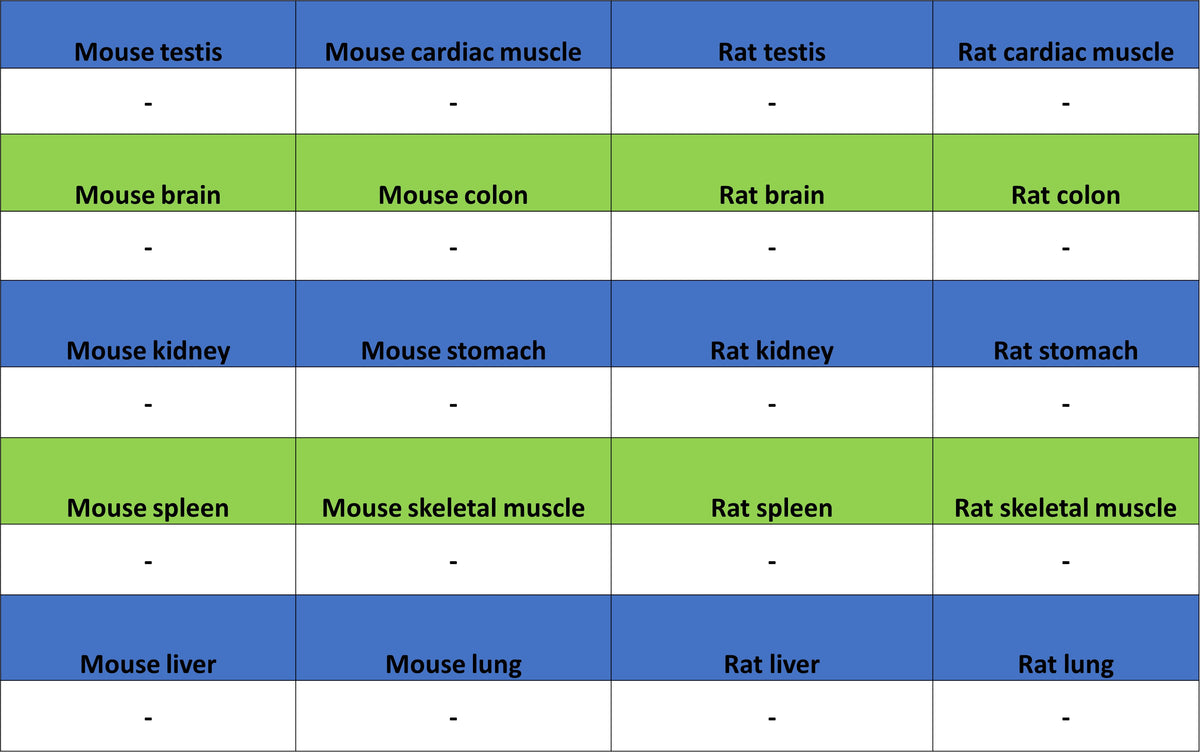 BRN3A Recombinant Rabbit mAb (S-3253-25)