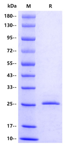 Schistosoma japonicum GST Protein, V5 tag