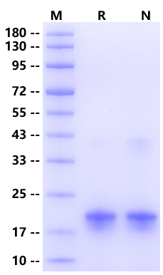 Myoglobin His Tag, Human