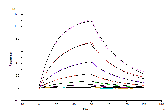 IL-17 RA Protein, Human