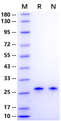 CNTF Protein, Human
