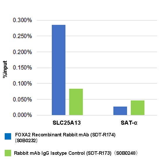 FOXA2 Recombinant Rabbit mAb (SDT-R174)