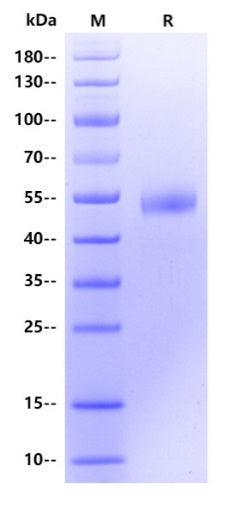 Pig Intrinsic Factor Protein, His Tag