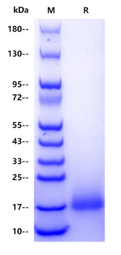 Human CELSR3 Protein, His tag